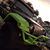 Jafet Rodriguez's profile image