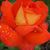 Cathie Smith's profile image