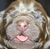Laurel Perram's profile image