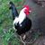 Janet McMillan Headen's profile image
