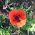 Rita Rings's profile image