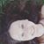 Brysa Kai's profile image