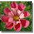 Scottish Blossom's profile image