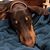 Lisa Lynn Harris's profile image