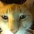 Lisa Miesse Clark's profile image