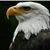 Carl White's profile image