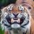 Neal Martin's profile image