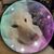 Bev Caruso's profile image