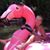 Debra Collins Beck's profile image