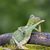Steve Voldan's profile image