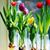 Anne Pfeifer Ward's profile image