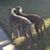 Lori Wike's profile image