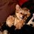 Deanna Pinno's profile image