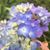 Amanda VanCleave's profile image