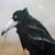 Debra Lee Miller's profile image