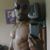 Smok Eyy's profile image
