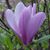 Brenda Replogle's profile image