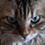 Cat Cunningham's profile image