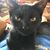 Dave N Schel Heydenburg's profile image