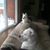 Lynne Malizia Calderwood's profile image