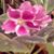 Reba Jane Jewell McFall's profile image