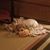 Mary Ellen Barnes's profile image