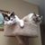 Jennifer Urban-megliola's profile image