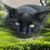 Bunni Lefebvre's profile image