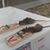 ACORN PEST Control's profile image