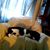 Mary Scotino's profile image