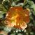 Leah Young's profile image