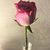 Karen Williams's profile image