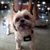 Joyce Thurston's profile image