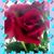 Flor Pallares's profile image