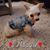 Amy Magnelli's profile image