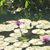 Janet Tardanico Lane's profile image