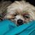 Sara Fewell Dalrymple's profile image