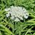 Louise Granger Johnson's profile image