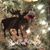 Connie Miller Yorks's profile image