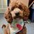 Cymantha Fellows-Schempp's profile image