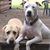 Sarah Ballenger Reeder's profile image