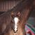 Robin Vaughn-Strait's profile image