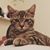 Dina Kuschel's profile image