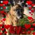 Shannon Carter's profile image