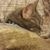 Cheryl Somers's profile image