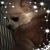 Diane Nurmi Laessig's profile image
