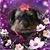 Susan Melcer's profile image