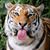Nancy Caputo's profile image