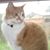 Robin Rose's profile image