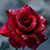 Sharon Osheanna-Leissring's profile image